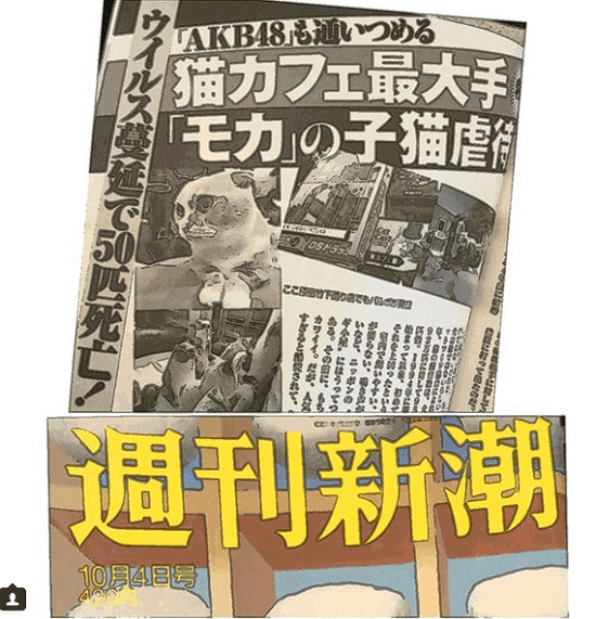 杉本彩、「営業許可を取り消すべき」猫カフェの虐待に怒り表明で共感の声が続々