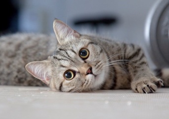 「Gettyimages」より