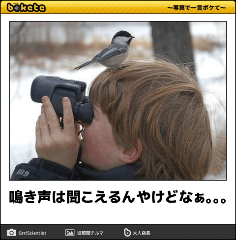 動物画像無料 トップ100ボケて 殿堂入り 動物