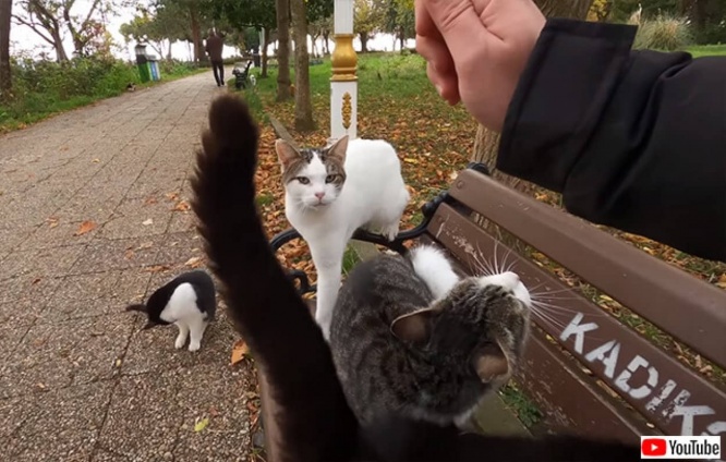 ベンチに座ると1分以内に大量の猫が寄ってくる猫の国トルコの中の猫の島ヘイベリ島 デイリーニュースオンライン