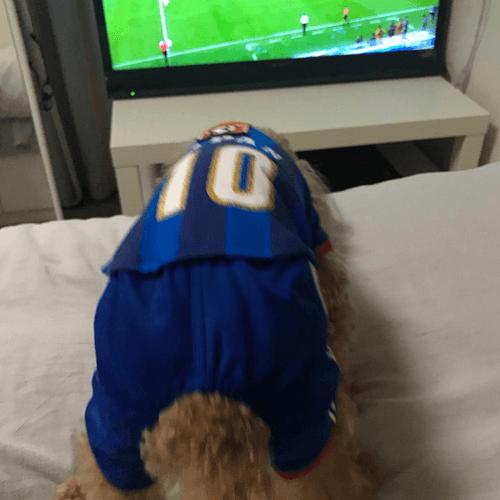 藤田ニコル、サッカー日本代表を応援する愛犬のユニフォーム姿が話題に