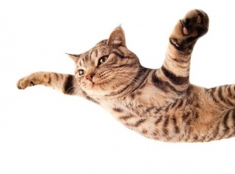 「Thinkstock」より