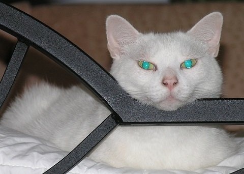 画像は「Wikipedia」より引用