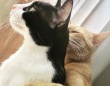 「こんなに大きくなったんだよ！」保護猫テンとスモーキーの幸せいっぱいエブリディライフを覗いてみた