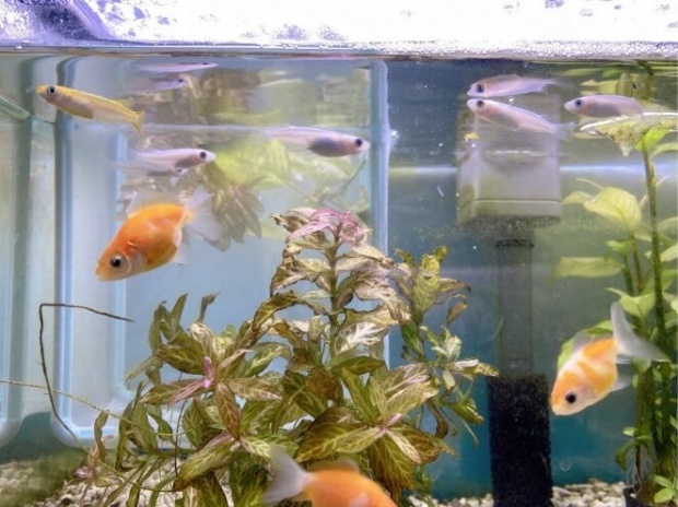辻希美、メダカと金魚を同じ水槽で飼っている様子に心配の声「一緒の水槽って…」
