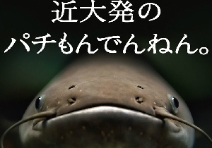 うわさの養殖なまず君 近畿大学HPより