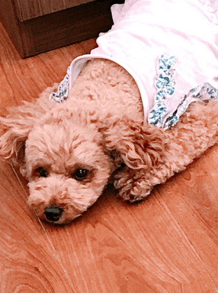 渡辺美奈代、「自己満で着せて…」猛暑でも服を着せられる愛犬に心配の声