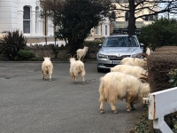 支配権は人類から山羊へ？コロナで封鎖中の町を120頭もの野生の山羊が占拠中（イギリス）