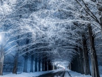 雪の美しさが極まってる...　白銀に染まったメタセコイア並木に吸い込まれてしまいそう