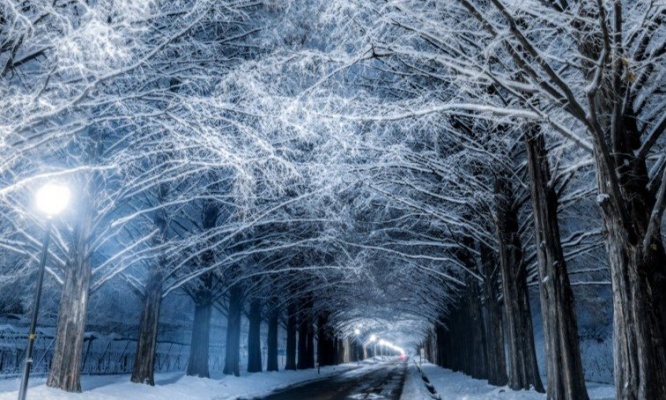 雪の美しさが極まってる...　白銀に染まったメタセコイア並木に吸い込まれてしまいそう