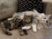 マラミュートたちのご一家に、新たに子猫がやって来た！先住猫と新入り子猫が、上手く心を通じ合わせるようになるまで