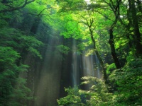 荒れ果てた土地に400万本の苗木を植え、20年近い年月をかけ、見事な森を復活させた夫婦の物語（ブラジル）