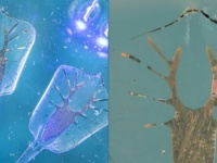 生物+ロボットで誕生した人造クリーチャー、光に反応する筋細胞で動き回るエイ型ロボット（米研究）