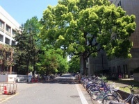 京都大学吉田キャンパス。写真はイメージです（Soraie8288さん撮影、Wikimedia Commons