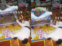 自分の顔を毛づくろいしながら赤子の子守もこなす、器用なマルチタスク猫