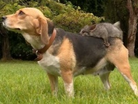 お互いにひかれあう何かがあった。ビーグル犬が野生のポッサムを我が子同然にかわいがる（オーストラリア）
