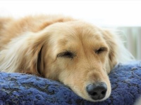 飼い主は「ボス」ではいけない！犬に好かれる飼い方