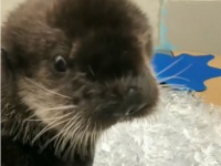 氷大好きラッコの子。大量の氷を目の前に、うれしそうにカリポリ食べるよ