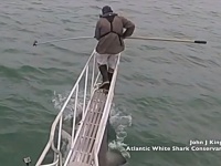 足元から思いっきりガブリンチョ！ニンゲンを狙ってジャンプするホホジロザメの恐怖