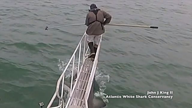 足元から思いっきりガブリンチョ！ニンゲンを狙ってジャンプするホホジロザメの恐怖