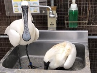 そこが居心地いいんです...？　ヘラサギさんたち、まさかの場所で巣作りしてしまう→花鳥園も「びっくりです」