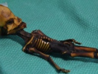 チリで発見された超小型のミイラ「アタカマ・ヒューマノイド」に関する議論が再熱。研究手法の欠陥や倫理的問題が浮上