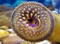 ウミヤツメと人間の意外な共通点。脳の発達の仕方が良く似ていたことが判明