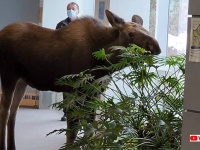ごちそうがあると聞いて...ヘラジカが病院に入り込み観葉植物をおいしくいただく