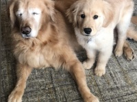 視力を失い光を失った老犬に希望の光を与えたのは小さな子犬だった（アメリカ）