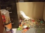 ちょっとコワイかも！？　笑いが止まらなくなってしまったオウム