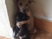 路上に捨てられていた2匹の子犬。子犬が更に小さな子犬をギュっと抱きしめ守っていた（ベトナム）