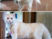 こんなに大きくなりました。猫たちの成長ビフォア・アフター