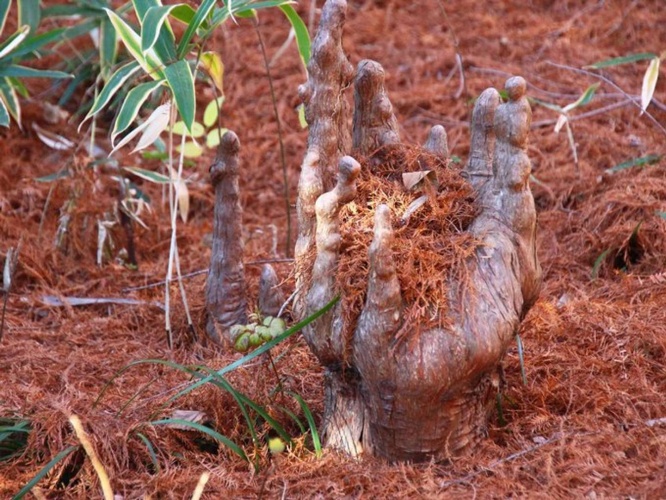 ラクウショウの気根に、落ち葉が積もっている様子 「新宿御苑 自然情報」(@SG_info_kyokai)の投稿より