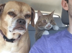 【騙して病院に向かっているのに気づいた猫と薄々分かってた犬】人気の傑作ボケて１５選（9/13）朝版