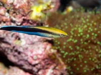 なななんと！鏡に映った姿が自分のものだとわかる「鏡像認知」ができる魚がいた！？（国際研究）