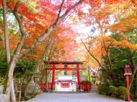 大原野神社ライトアップ「光と水」実行委員会のプレスリリース画像
