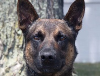 刑務所を脱走し2週間逃亡していた殺人犯を警察犬が5分で捕獲
