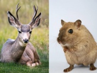 鹿の角の幹細胞を移植しマウスに角を生やすことに成功。再生医療の進展につながる可能性