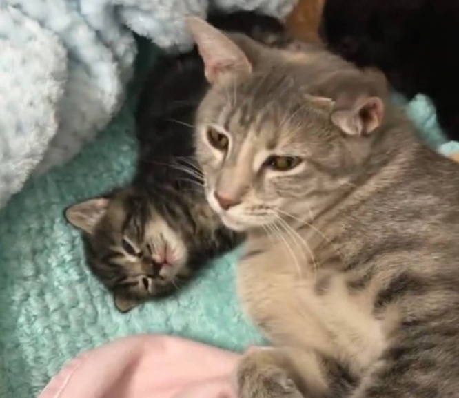 95歳女性の保護した野良猫が、クローゼットの中で元気な4匹の子猫を出産。