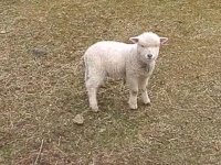 帰り道、めーめー言いながら追いかけてきた赤ちゃん羊が可愛すぎる！