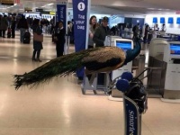 クジャクの搭乗を拒否された女性。飛行機の客席に乗せるサポートアニマル（支援動物）に関しての議論が高まる