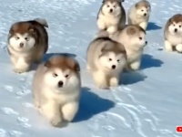 「可愛い」に季節なんて関係ない！キュート過ぎるもこもこマラミュートの子犬たち