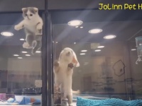 ペットショップのケージからニャンコが脱走！一目散に向かった先は...？可愛すぎる映像に世界が悶絶