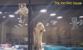 ペットショップのケージからニャンコが脱走！一目散に向かった先は...？可愛すぎる映像に世界が悶絶