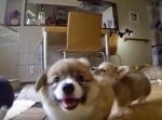 思わず笑顔になる動画。　コーギーの子どもたちがカメラをずっと追いかけてくる…！