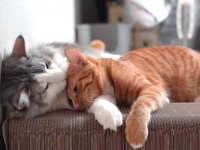 子猫のタンちゃん「これからもずっとずっといっしょにいてね！」お兄ちゃんに甘えまくる