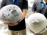 「アザラシビッグクッション」（画像提供：海遊館）