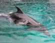 今しか見られない！今年生まれたばかりの水族館の赤ちゃん特集