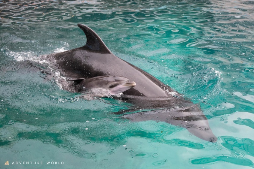 今しか見られない！今年生まれたばかりの水族館の赤ちゃん特集