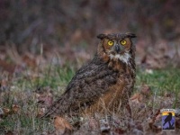 「ここに何かいる！」犬がミミズクの窮地を救う？散歩中の愛犬が落ち葉の山の下で見つけたものとは